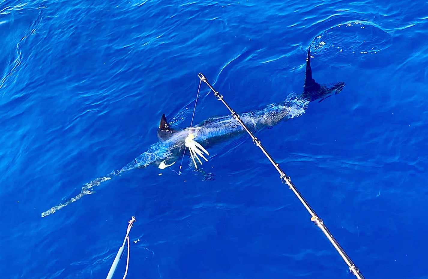 STANZ swordfish harpoon